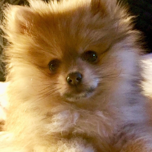 Meet your Posher, Teri - Picture 2 of 2